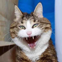 Tác giả của mí cưng đêyy