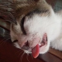 Cạp
