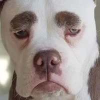 Vui