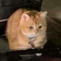 Tác giả cư tê