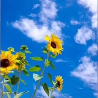 ♪⁽⁽ଘMiituyetଓ⁾⁾♪