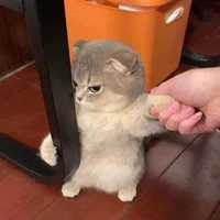Tác Giả Nề