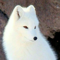 Cửu Linh -hệ thống nuôi dưỡng