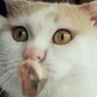 Bà tác giả đệp zoai =))