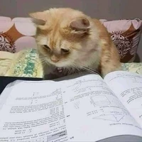 Bật chế độ chăm