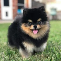 Kenji