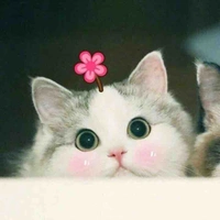 Con tác giả cute xuyên lục địa
