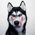 Sói