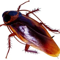 Gián