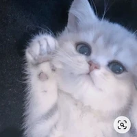 Tác giả xênk đệp