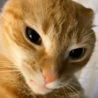 tg