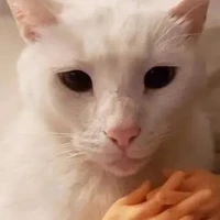 các trưởng tộc