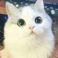 Cầu Cầu
