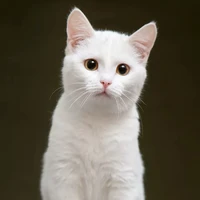 tác giả siêu cute phô mai que học me