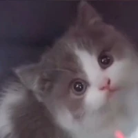 Mèo con (Nghiêm Hạo Tường)