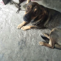 Minh óc chó