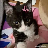 tác giả cuti