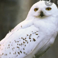 Hedwing