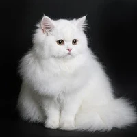 Julyana