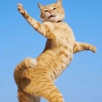 Tác giả 🐱
