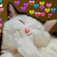 các anh