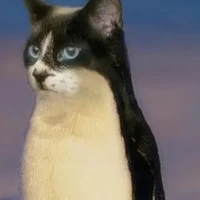 Tg