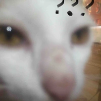 mèo