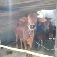 Hội bò đồng xứ Thanh