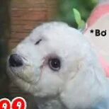 Bơ