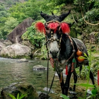 Tiểu Bình Quả
