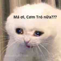 T/g