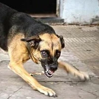 t kh phải là chó đâu...mà t là QUỶ đó