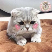 Tác giả nekkk