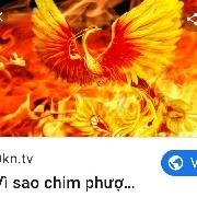 Phượng Hoàng lửa_ Tiểu Hoả