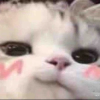 Mèo 
