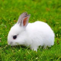 Thỏ con (Hạ Tuấn Lâm)