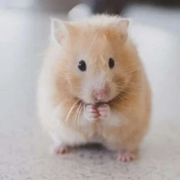 Hệ thống[Hamster]