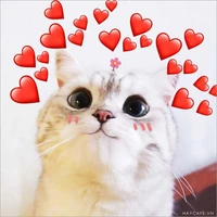 tác giải