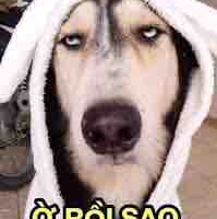 Con tác giả