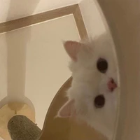 tác giả tới đâyy