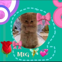 tg bị ải chỉa=))))