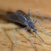 Pé muỗi thân thiện:>