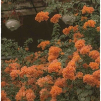 Tiểu Thu Thu