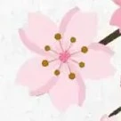 ba Sakura