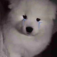 y/n