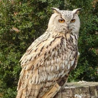 Scantrix (Strix scandiaca Linaeus)