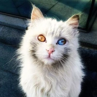KitKat