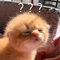 Y/n