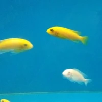 Những kẻ hóng hớt