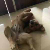 Tác giả thỉu năng:)